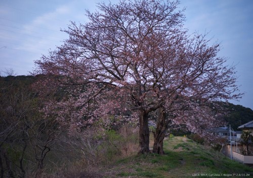溜池の桜